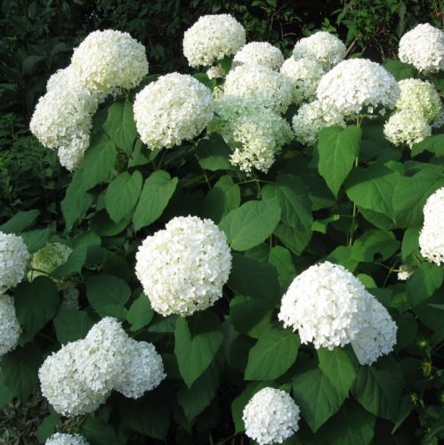 Cserjés hortenzia " Annabelle" - Hydrangea Arborescens - K10