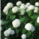 Cserjés hortenzia " Annabelle" - Hydrangea Arborescens - K10