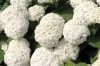 Cserjés hortenzia " Annabelle" - Hydrangea Arborescens - K10
