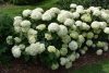 Cserjés hortenzia " Annabelle" - Hydrangea Arborescens - K10