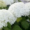 Cserjés hortenzia " Annabelle" - Hydrangea Arborescens - K10