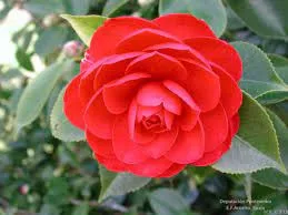 Camelia Japonica "Eugenia de Montijo" - Japán Kamélia