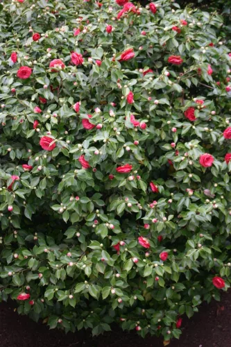 Camelia Japonica "Eugenia de Montijo" - Japán Kamélia