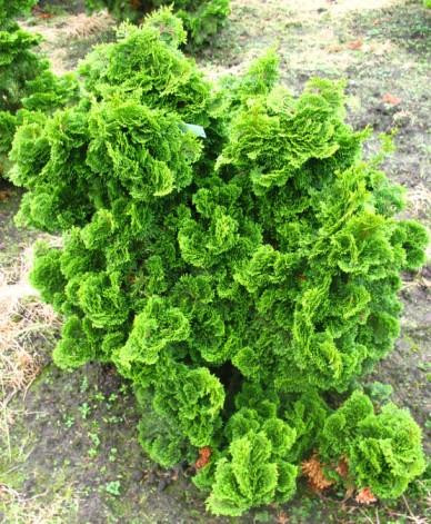 Törpe kagylóciprus - CHAMAECYPARIS OBTUSA 'NANA GRACILIS"