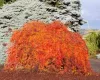 Japán juhar - Acer palmatum "Ice Dragon" (Jack Frost® sorozat) - K3