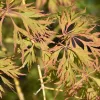 Japán juhar - Acer palmatum "Ice Dragon" (Jack Frost® sorozat) - K3
