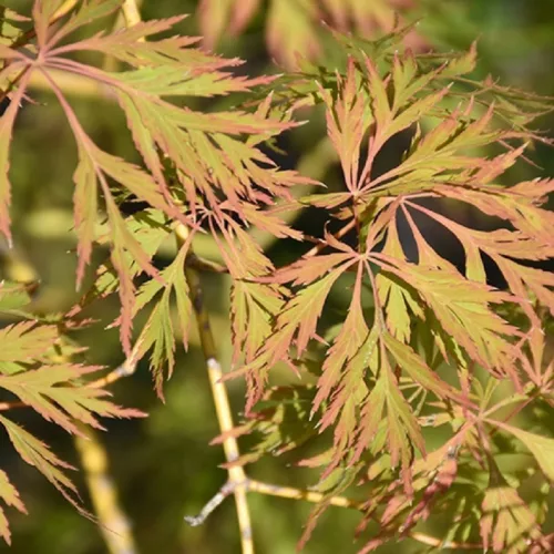 Japán juhar - Acer palmatum "Ice Dragon" (Jack Frost® sorozat) - K3