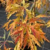 Japán juhar - Acer palmatum "Ice Dragon" (Jack Frost® sorozat) - K3