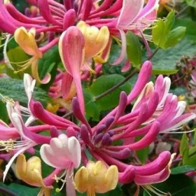   Japán kúszólonc - Lonicera × heckrottii " American Beauty"