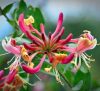 Japán kúszólonc - Lonicera × heckrottii " American Beauty"