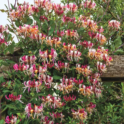 Japán kúszólonc - Lonicera × heckrottii " American Beauty"