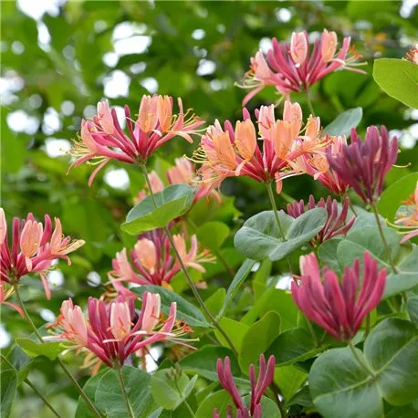 Japán kúszólonc - Lonicera × heckrottii " American Beauty"