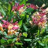Japán kúszólonc - Lonicera × heckrottii " American Beauty"