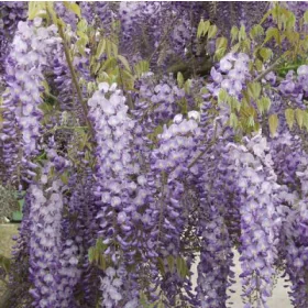 Japán lilaakác - Wisteria floribunda "Multijuga"