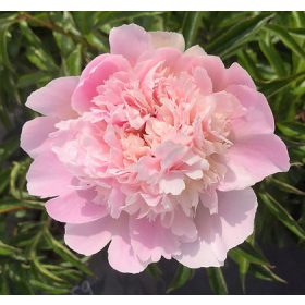   Paeonia Lactiflora "Pecher" - Illatos piros bazsarózsa-K4