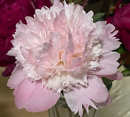 Paeonia Lactiflora "Pecher" - Illatos piros bazsarózsa-K4