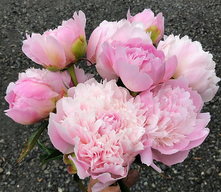 Paeonia Lactiflora "Pecher" - Illatos piros bazsarózsa-K4
