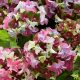 Kerti hortenzia - Royalty Collection " Lady Mata Hary Pink"K2