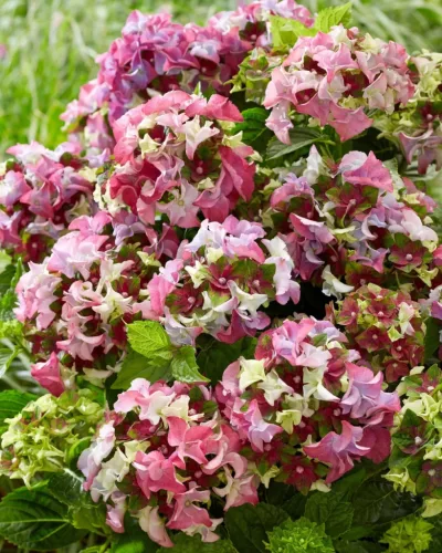 Kerti hortenzia - Royalty Collection " Lady Mata Hary Pink"K2