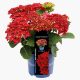 Kerti Hortenzia " Royalty Collection Firewings" - Hydrangea macrophylla