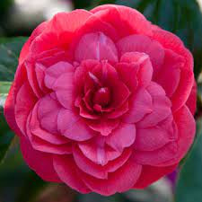 Camellia Japonica "Princesse Baciocchi" - Japán Kamélia