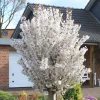 Törpe Japán díszcseresznye - Prunus nipponica ‘Brillant’ Törzs: 