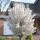 Törpe Japán díszcseresznye - Prunus nipponica ‘Brillant’ Törzs: 