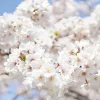 Törpe Japán díszcseresznye - Prunus nipponica ‘Brillant’ Törzs: 