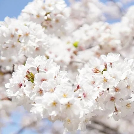 Törpe Japán díszcseresznye - Prunus nipponica ‘Brillant’ Törzs: 