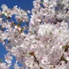Törpe Japán díszcseresznye - Prunus nipponica ‘Brillant’ Törzs: 