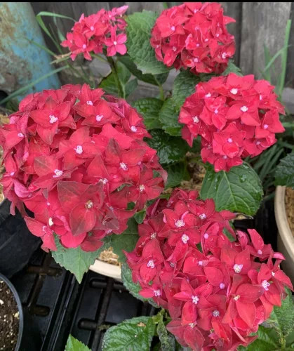 Kerti Hortenzia " Royalty Collection Firewings" - Hydrangea macrophylla