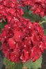 Kerti Hortenzia " Royalty Collection Firewings" - Hydrangea macrophylla
