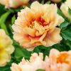 Paeonia Itoh "Canary Brilians" - Hibrid bazsarózsa