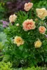 Paeonia Itoh "Canary Brilians" - Hibrid bazsarózsa