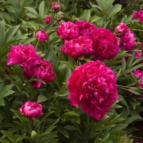 Illatos cseresznyepiros bazsarózsa - Paeonia lactiflora 'Karl Rosenfield'
