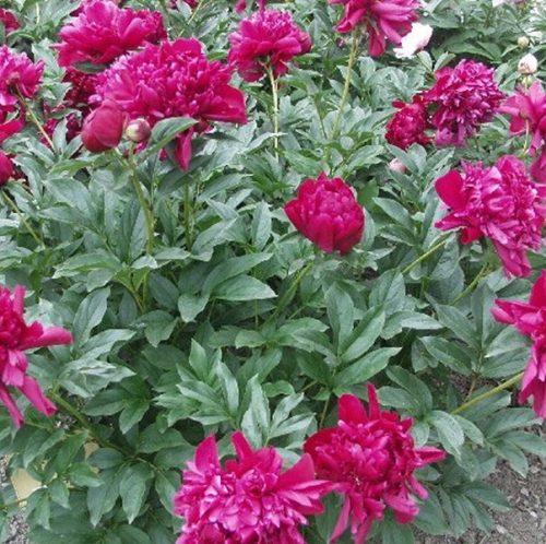 Illatos cseresznyepiros bazsarózsa - Paeonia lactiflora 'Karl Rosenfield'