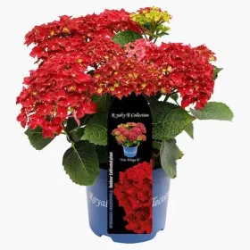 Kerti Hortenzia " Royalty Collection Fire Wings" - Hydrangea macrophylla K2
