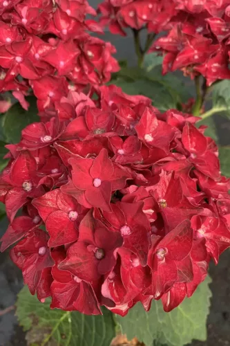 Kerti Hortenzia " Royalty Collection Fire Wings" - Hydrangea macrophylla K2