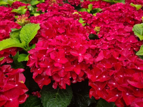 Kerti Hortenzia " Royalty Collection Fire Wings" - Hydrangea macrophylla K2