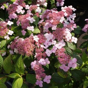   Fűrészeslevelű hortenzia - Hydrangea Serrata "Oamacha" Cs9