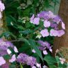 Fűrészeslevelű hortenzia - Hydrangea Serrata "Oamacha" Cs9