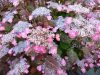 Fűrészeslevelű hortenzia - Hydrangea Serrata "Oamacha" Cs9