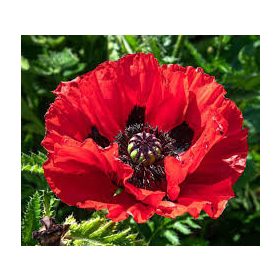   Keleti Pipacs - Papaver orientale "Beauty of livermere"