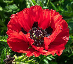 Keleti Pipacs - Papaver orientale "Beauty of livermere"