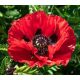 Keleti Pipacs - Papaver orientale "Beauty of livermere"