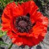 Keleti Pipacs - Papaver orientale "Beauty of livermere"