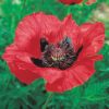 Keleti Pipacs - Papaver orientale "Beauty of livermere"