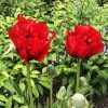 Keleti Pipacs - Papaver orientale "Beauty of livermere"