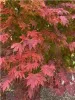 Japán juhar - Acer × pseudosieboldianum "North Wind" (Jack Frost® sorozat) - K3