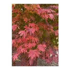 Japán juhar - Acer × pseudosieboldianum "North Wind" (Jack Frost® sorozat) - K3